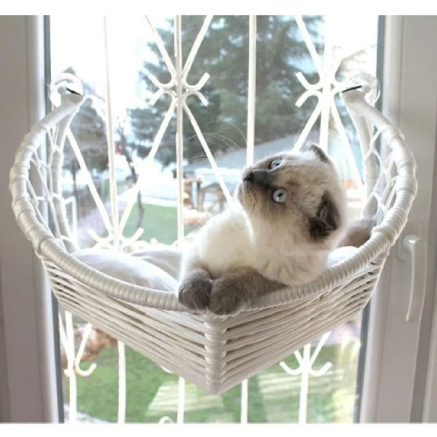 Harold Kedi Cam Yatağı & Cam Askılı Vantuzlu Kedi Yatağı